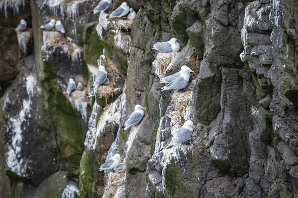 Mykines, Feröer-szigetek szikláin fészkelő sirályok. — Stock Fotó