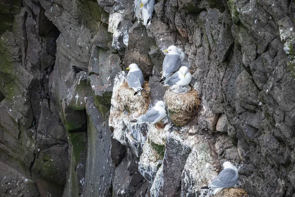 Burung camar bersarang di tebing Mykines, Kepulauan Faroe . — Stok Foto