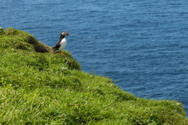 Macareux sur les falaises de Mykines et l'océan Atlantique. Mykines île, Fa — Photo