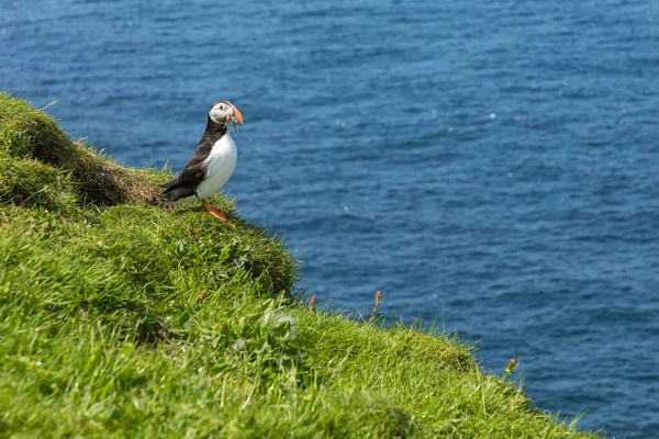 Puffins on Mykines cliffs and atlantic ocean (en inglés). Isla Mykines, Fa — Foto de Stock