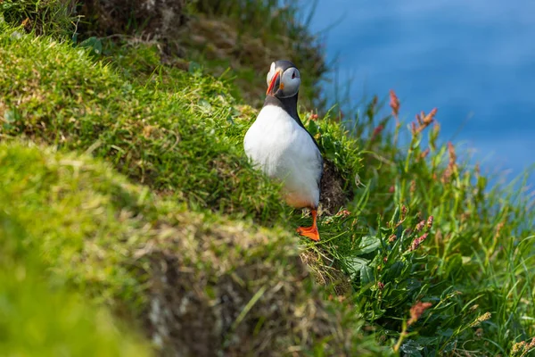 Puffins on Mykines cliffs and atlantic ocean (en inglés). Isla Mykines, Fa — Foto de Stock