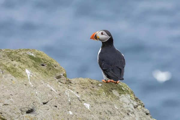 Puffins on Mykines cliffs and atlantic ocean (en inglés). Isla Mykines, Fa — Foto de Stock