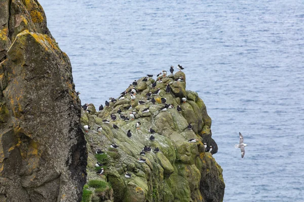 Puffins on Mykines cliffs and atlantic ocean (en inglés). Isla Mykines, Fa —  Fotos de Stock