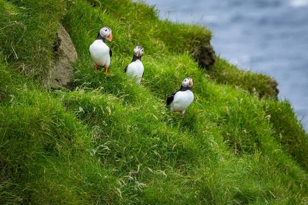 Puffins on Mykines cliffs and atlantic ocean. Mykines island, Fa — Stock Photo, Image