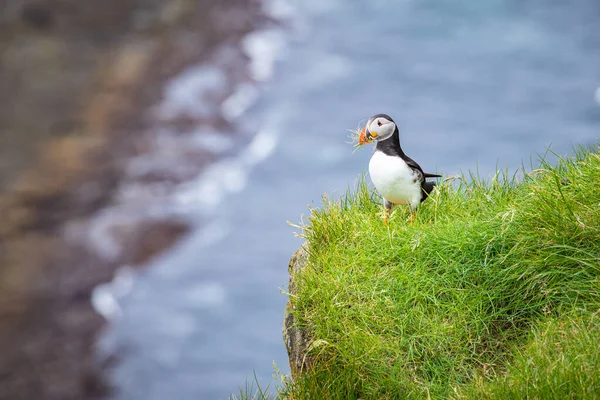 Puffins on Mykines cliffs and atlantic ocean (en inglés). Isla Mykines, Fa — Foto de Stock