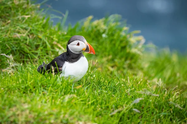 Puffins on Mykines cliffs and atlantic ocean (en inglés). Isla Mykines, Fa —  Fotos de Stock