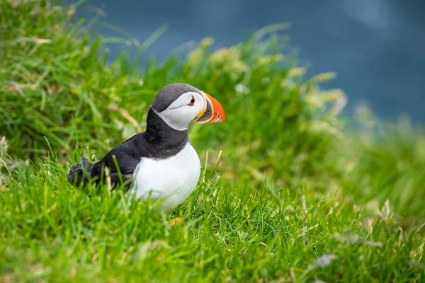 Puffins on Mykines cliffs and atlantic ocean (en inglés). Isla Mykines, Fa —  Fotos de Stock