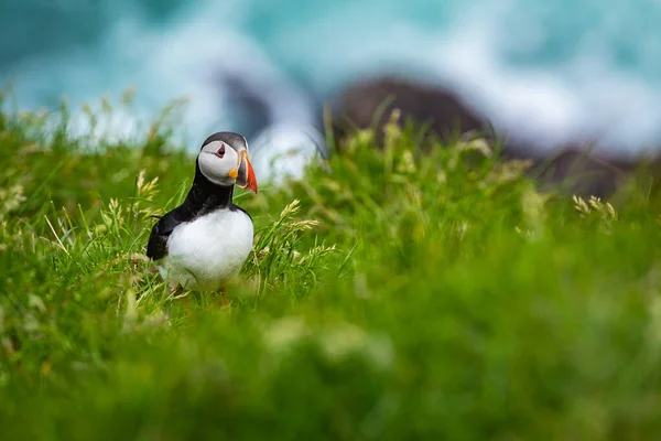 Puffins on Mykines cliffs and atlantic ocean (en inglés). Isla Mykines, Fa — Foto de Stock