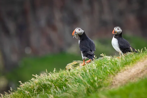 Puffins on Mykines cliffs and atlantic ocean. Mykines island, Fa — Stock Photo, Image