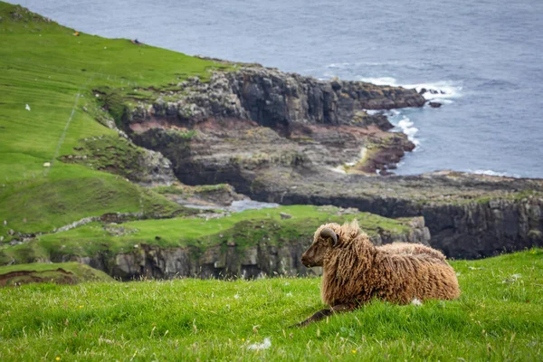 Fauna selvatica nelle Isole Faroe. Pecora sull'isola di Vagar. Faroe Isla — Foto Stock