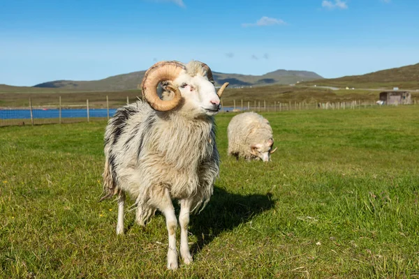 Faroe Adaları'nda vahşi yaşam. Vagar adasındaki koyunlar. Faroe Isla — Stok fotoğraf