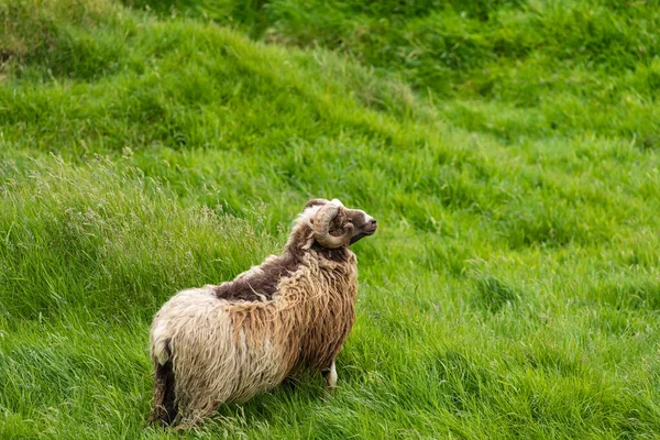 Wildlife in the Faroe Islands. Sheep on Vagar island. Faroe Isla — Stock Photo, Image