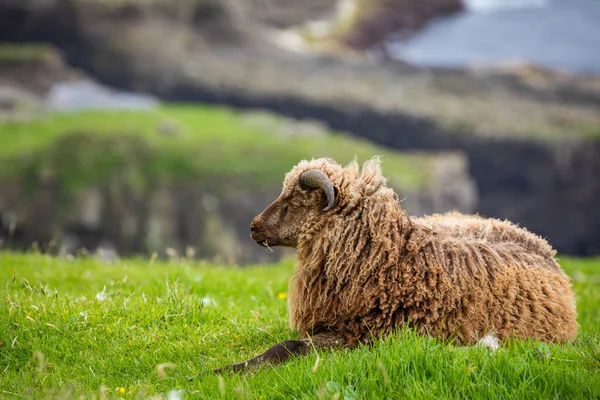 Faroe Adaları'nda vahşi yaşam. Vagar adasındaki koyunlar. Faroe Isla — Stok fotoğraf