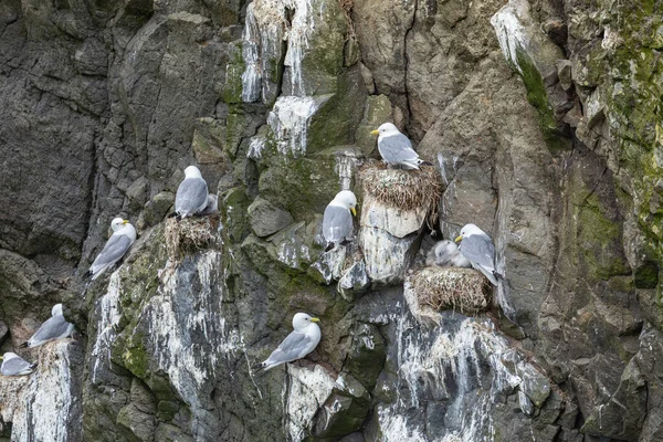 Burung camar bersarang di tebing Mykines, Kepulauan Faroe . — Stok Foto