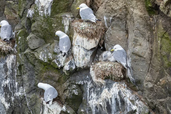 Seagulls nesting on cliffs of Mykines, Faroe Islands. — Stock Photo, Image