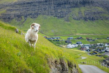 Faroe Adaları'nda vahşi yaşam. Vagar adasındaki koyunlar. Faroe Isla