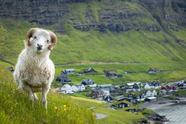 Faroe Adaları'nda vahşi yaşam. Vagar adasındaki koyunlar. Faroe Isla