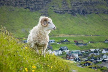 Faroe Adaları'nda vahşi yaşam. Vagar adasındaki koyunlar. Faroe Isla