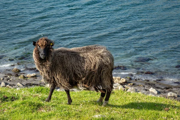 Wildlife in the Faroe Islands. Sheep on Vagar island. Faroe Isla — Stock Photo, Image