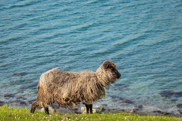 Divoká zvěř na Faerských ostrovech. Ovce na Vagarské ostrově. Faerská Isla — Stock fotografie