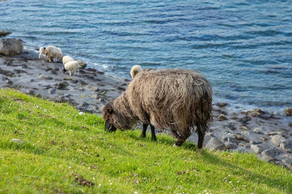 stock image Wildlife in the Faroe Islands. Sheep on Vagar island. Faroe Isla