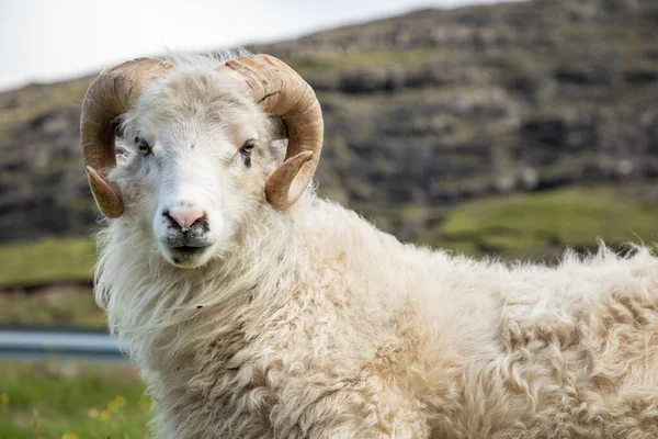 Faroe Adaları'nda vahşi yaşam. Vagar adasındaki koyunlar. Faroe Isla — Stok fotoğraf