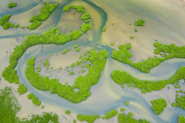 Saloum Delta Ulusal Par 'daki mangrov ormanının havadan görünüşü