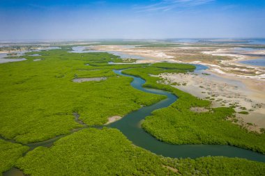 Saloum Delta Ulusal Par 'daki mangrov ormanının havadan görünüşü