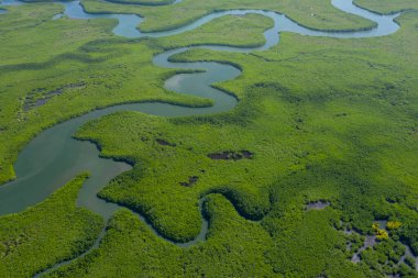 Gambiya 'daki mangrov ormanının havadan görünüşü. Fotoğraf: Drone fr.