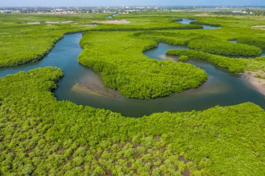 Gambiya 'daki mangrov ormanının havadan görünüşü. Fotoğraf: Drone fr.