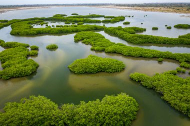 Saloum Delta Ulusal Par 'daki mangrov ormanının havadan görünüşü