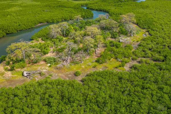 Vista aérea del bosque de manglares en Gambia. Foto tomada por drone fr —  Fotos de Stock