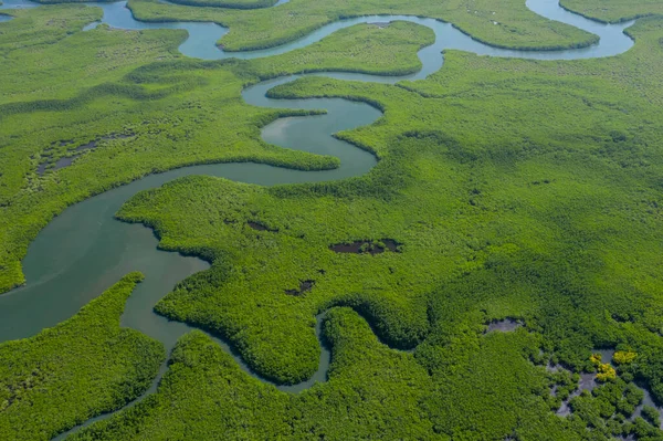 Gambiya 'daki mangrov ormanının havadan görünüşü. Fotoğraf: Drone fr. — Stok fotoğraf