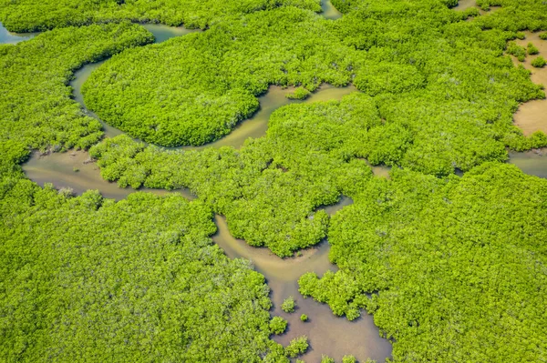 Vue aérienne de la mangrove dans le delta du Saloum National Par — Photo