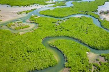 Saloum Delta Ulusal Par 'daki mangrov ormanının havadan görünüşü