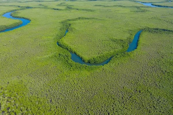 Vue aérienne de la forêt de mangroves en Gambie. Photo réalisée par drone en — Photo