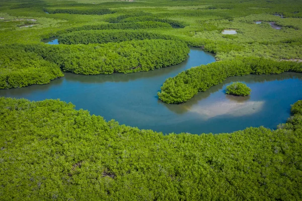 Vista aérea del bosque de manglares en Gambia. Foto tomada por drone fr — Foto de Stock