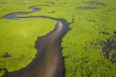 Aerial view of mangrove forest in the  Saloum Delta National Par clipart