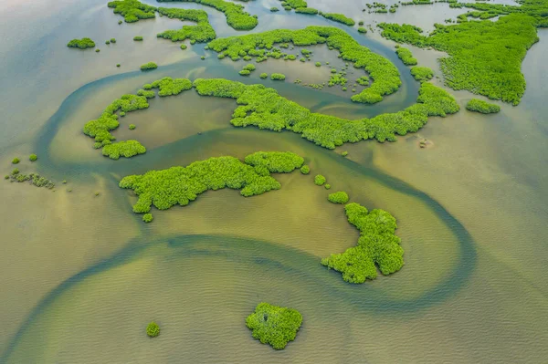 Saloum Delta Ulusal Par 'daki mangrov ormanının havadan görünüşü
