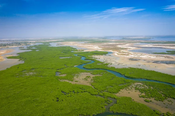 Saloum Delta Ulusal Par 'daki mangrov ormanının havadan görünüşü