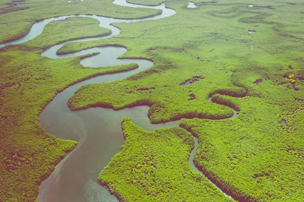 감비아의 맹그로브 숲의 항공 사진. Photo made by drone FR — 스톡 사진