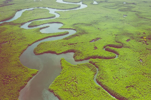 Flygfoto över mangroveskogen i Gambia. Foto av drönare fr — Stockfoto