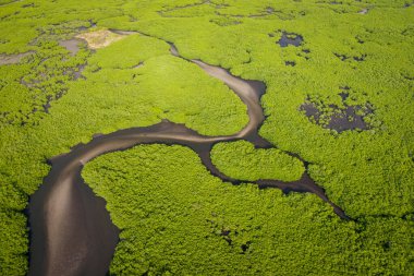 Saloum Delta Ulusal Par 'daki mangrov ormanının havadan görünüşü