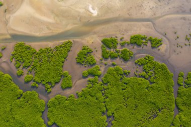 Saloum Delta Ulusal Par 'daki mangrov ormanının havadan görünüşü