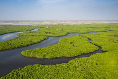 Saloum Delta Ulusal Par 'daki mangrov ormanının havadan görünüşü