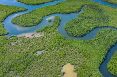 Gambiya 'daki mangrov ormanının havadan görünüşü. Fotoğraf: Drone fr.