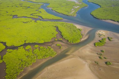 Saloum Delta Ulusal Par 'daki mangrov ormanının havadan görünüşü