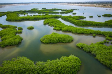 Senegal Mangrovları. Saloum 'daki mangrov ormanının havadan görünüşü.