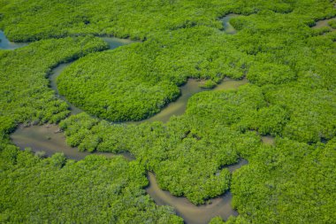 Senegal Mangrovları. Saloum 'daki mangrov ormanının havadan görünüşü.