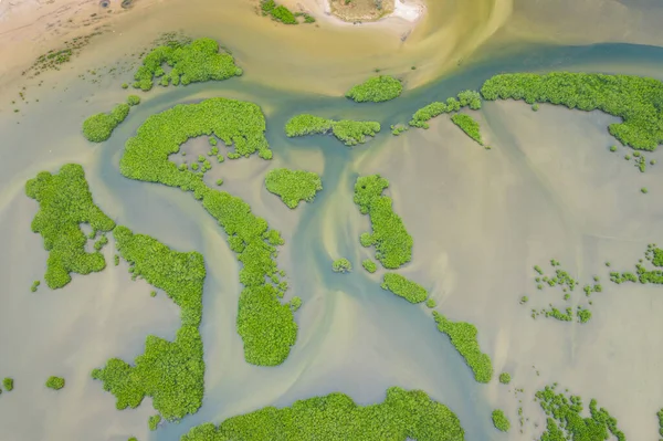 Вид с воздуха на мангровый лес в дельте Салума — стоковое фото